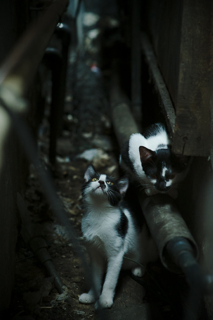 久保建英关键先生闪耀，洪都拉斯力克沙特终结对手不败神话