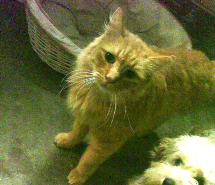 摩亚城!奥亚尔萨瓦尔全程高能输出 率领摩洛哥掀翻蓝月军团