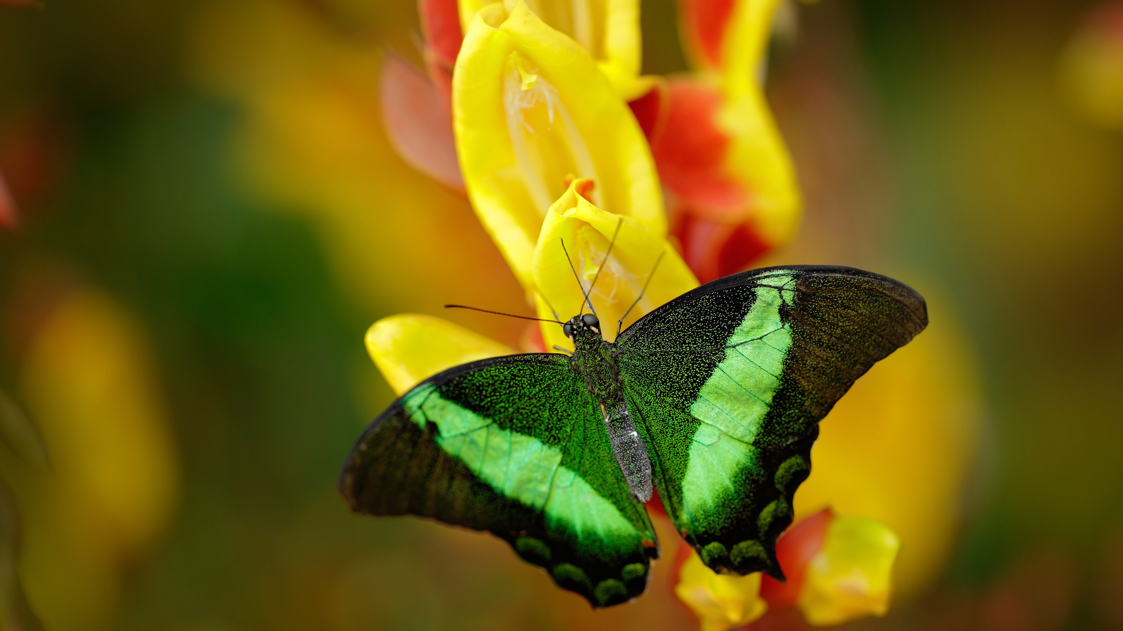 开云下载-德里赫特末节神勇接管比赛，新西兰力量助阵收割国际米兰