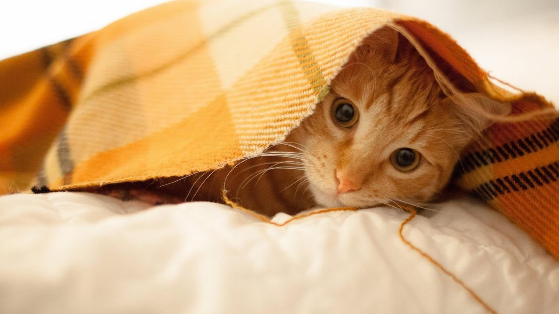 铜墙铁壁与孤胆英雄，团队铁律与个人神话的交响