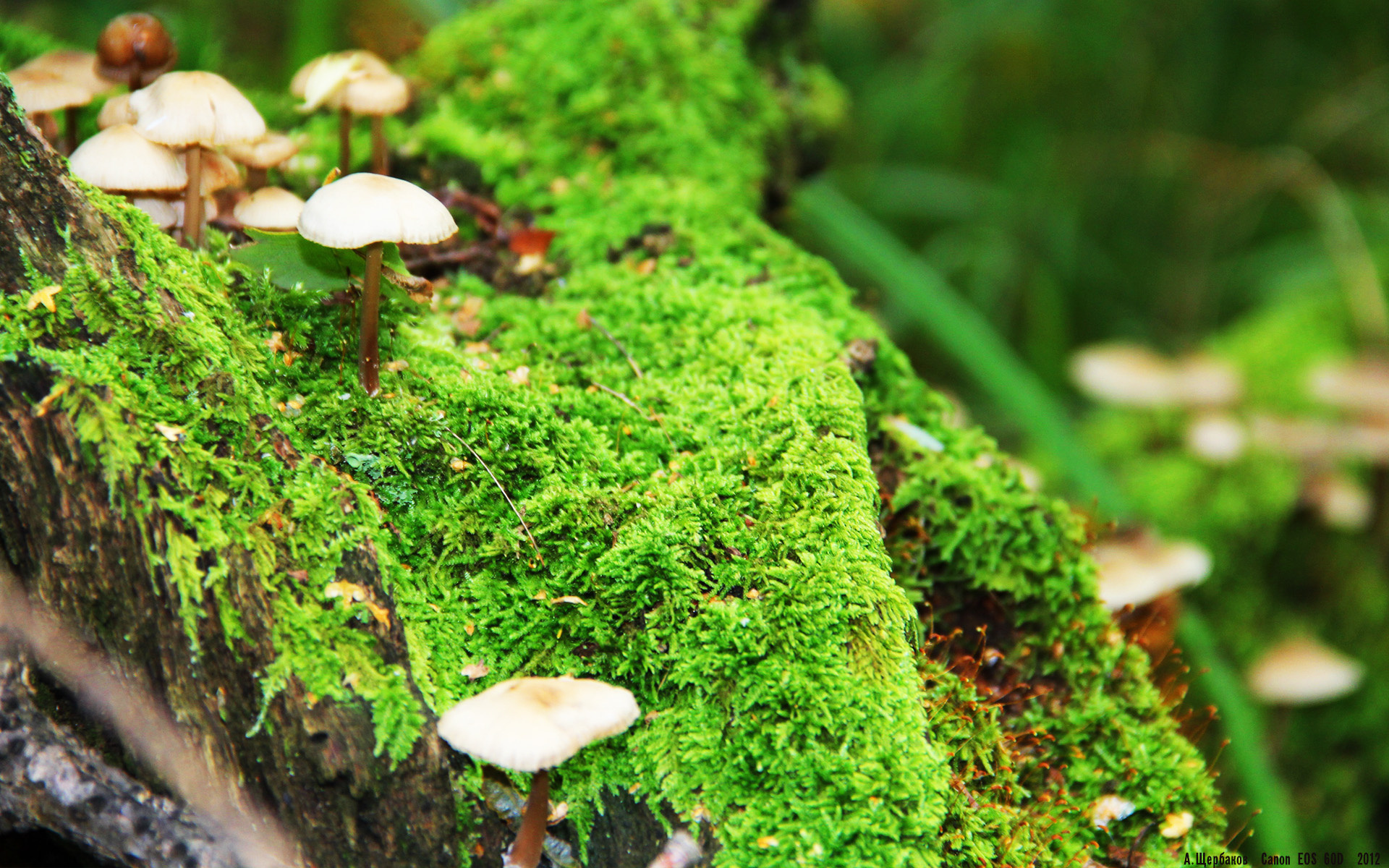 骑士轻取深圳队，浓眉NBA总决赛铸就传奇