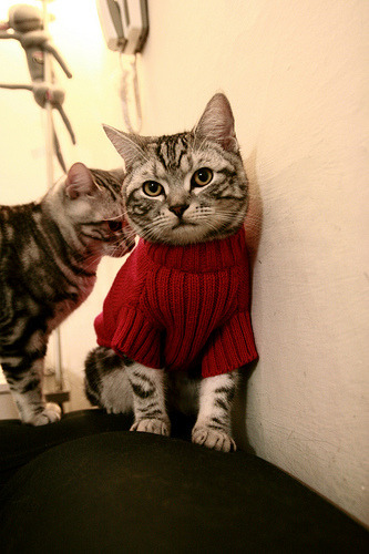 时代帷幕,约基奇全方位统治下,国王卷土重来加时胜湖人