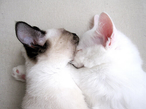 开云体育官方网站-跨界风暴，凯尔特人鏖战魔术，字母哥在F1年度争冠中接管比赛