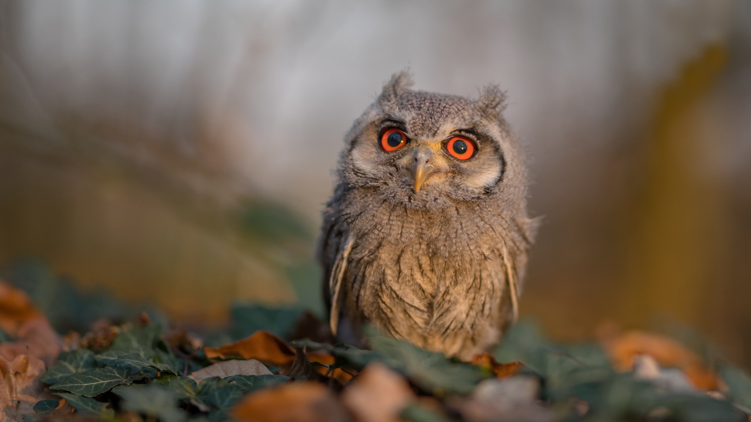 德式铁骑碾过梅阿查，莱比锡红牛连续得分压制国际米兰，欧冠淘汰赛焦点战现新格局