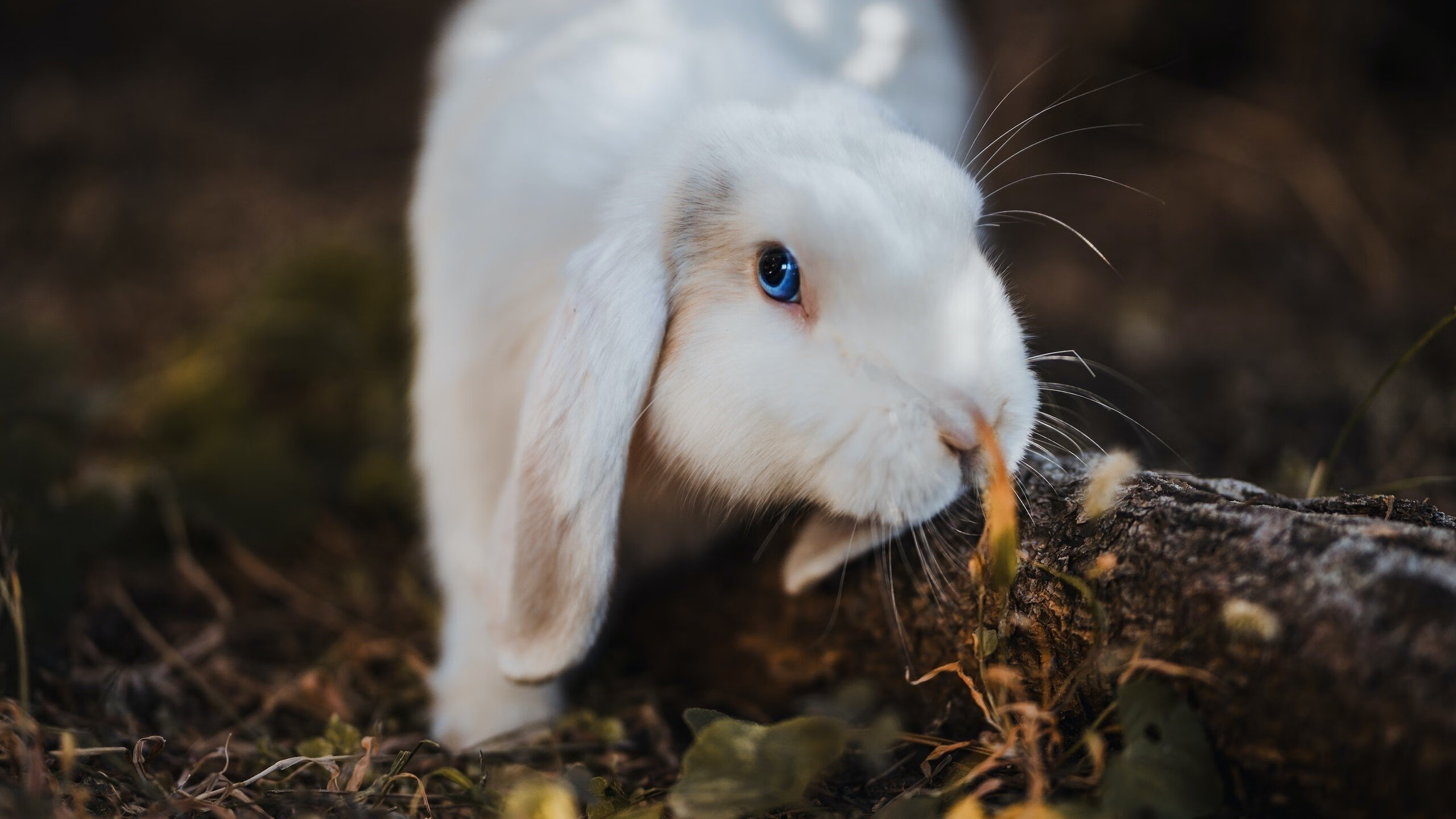 开云APP-绿茵场的惊人剧本，乌拉圭爆冷与巴斯托尼的英雄时刻