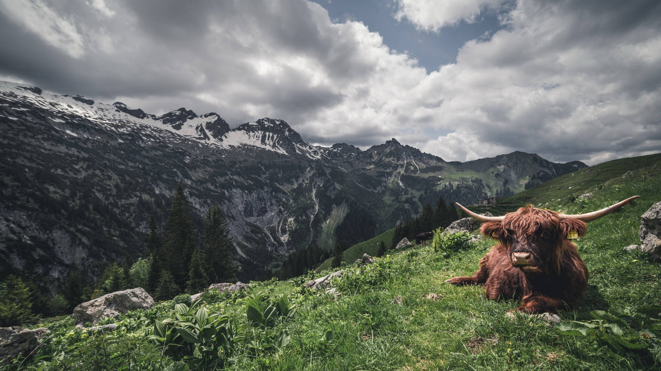 开云体育在线-佩德里，硬仗之王的传奇与葡萄牙冲垮安哥拉的足球史诗