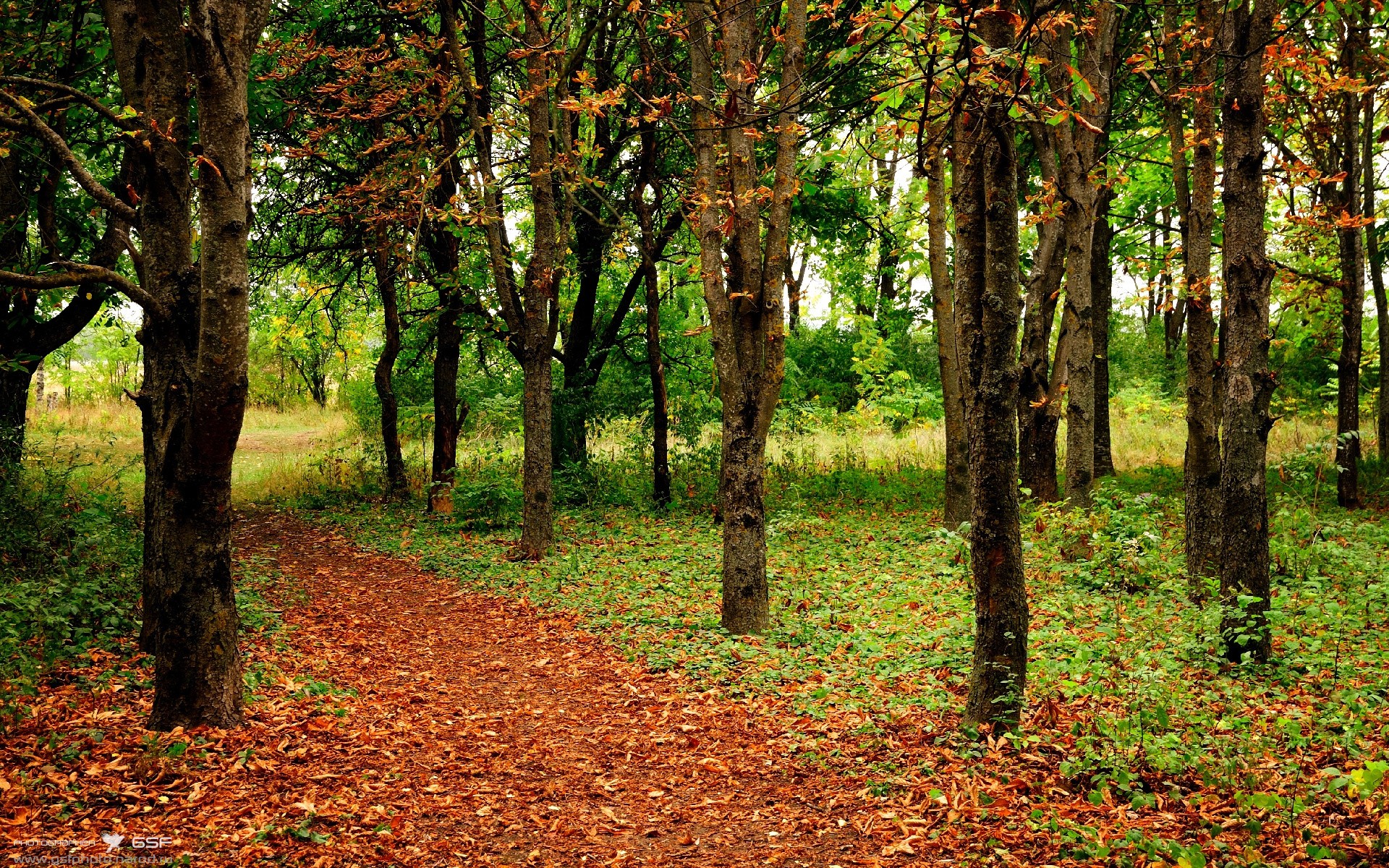 开云体育app-绿茵烽火，迪亚斯千场铸传奇，北非雄狮火力全开降服马赛