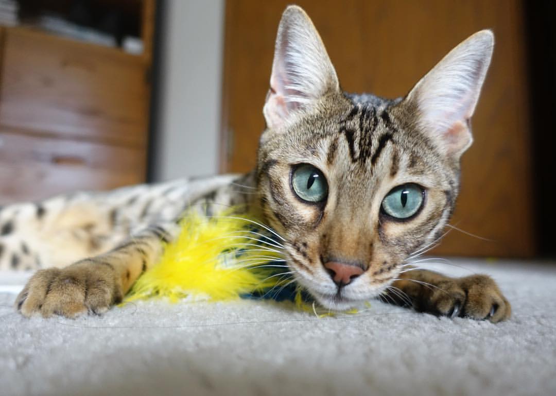 开云平台-东方铁壁，韩国战术压制佛罗伦萨，迪亚斯节奏完全掌控