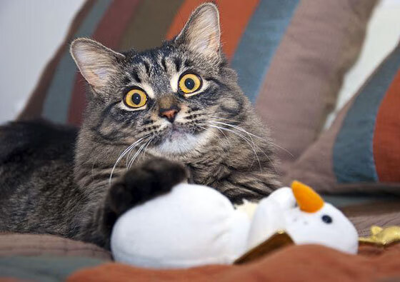 若日尼奥数据全面爆炸！波兰争冠战力克瑞典挺进决赛