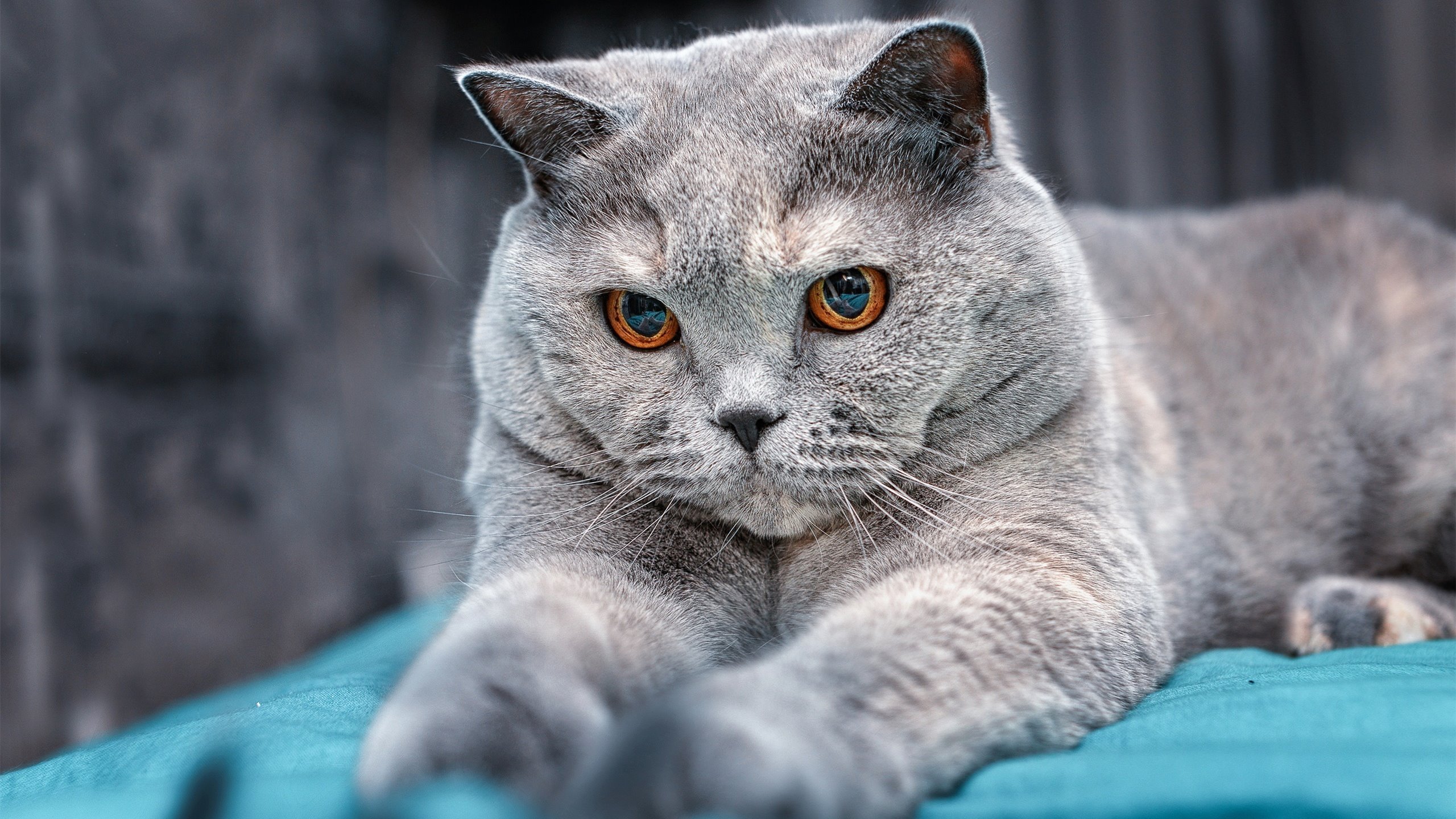 锡安闪耀焦点战证自我,篮网关键突围鹈鹕显韧性