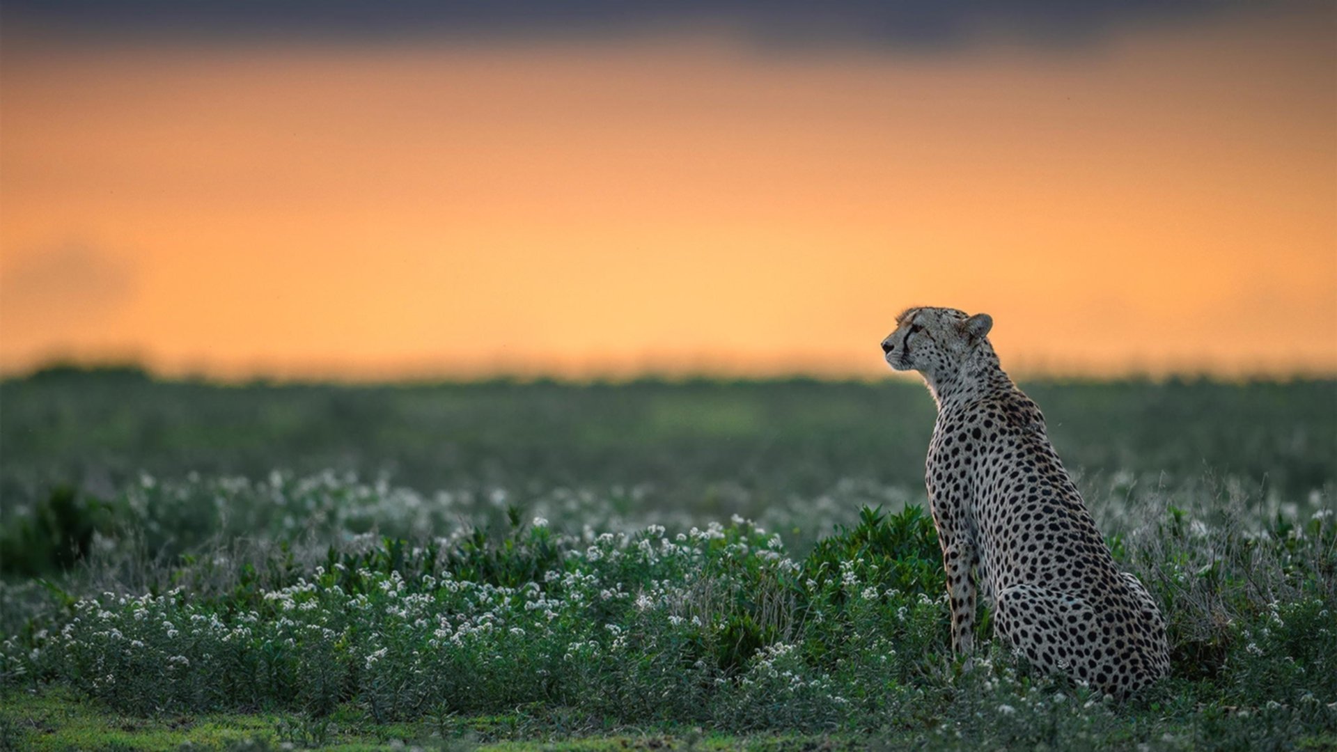 东方力量与费城新王,广厦团队篮球如何制霸76人?