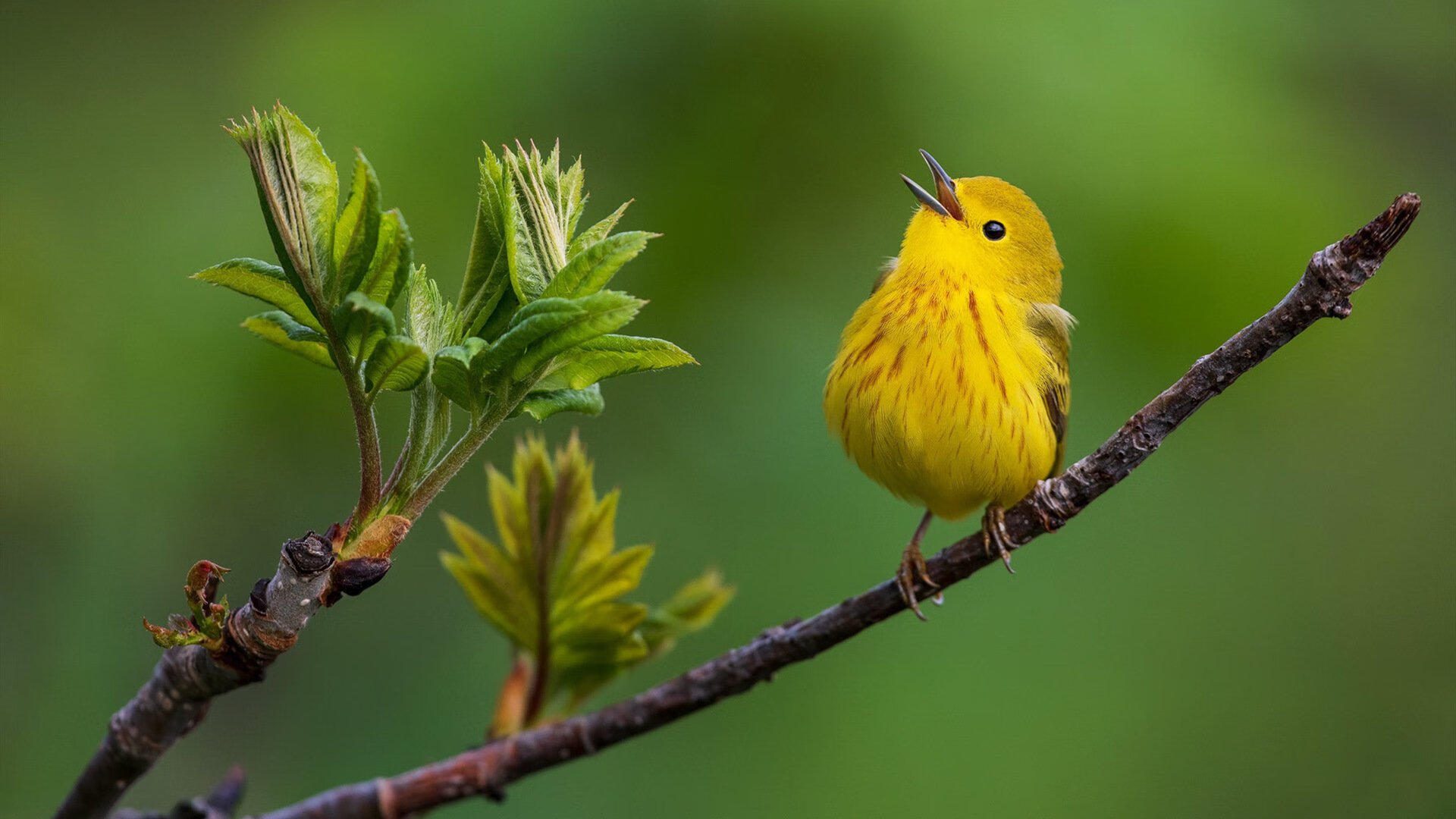 开云体育登录-绿军砥柱，力挽狂澜，塔图姆个人能力完全展现助球队关键战突围