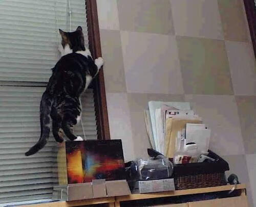 开云体育下载-硬仗中绽放，皇家社会的坚韧与拉什福德的启示