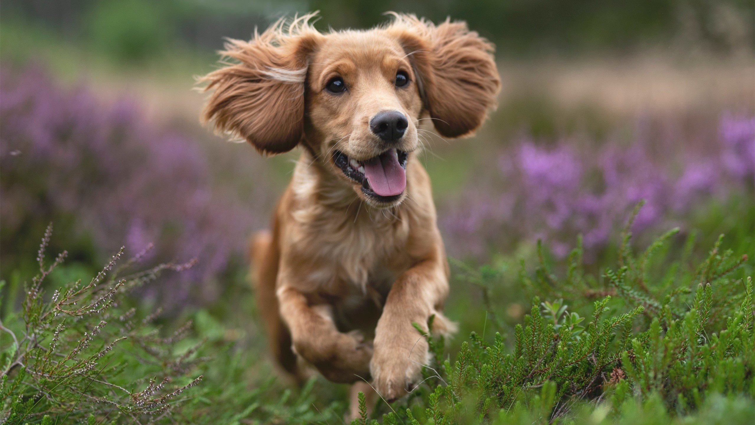NBA季后赛之夜,阿劳霍,硬仗之王的传奇篇章