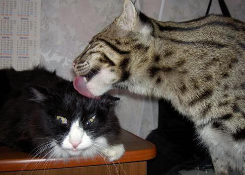 冷血封喉!伦纳德末节统治攻防,一手掌控黄蜂掘金生死战