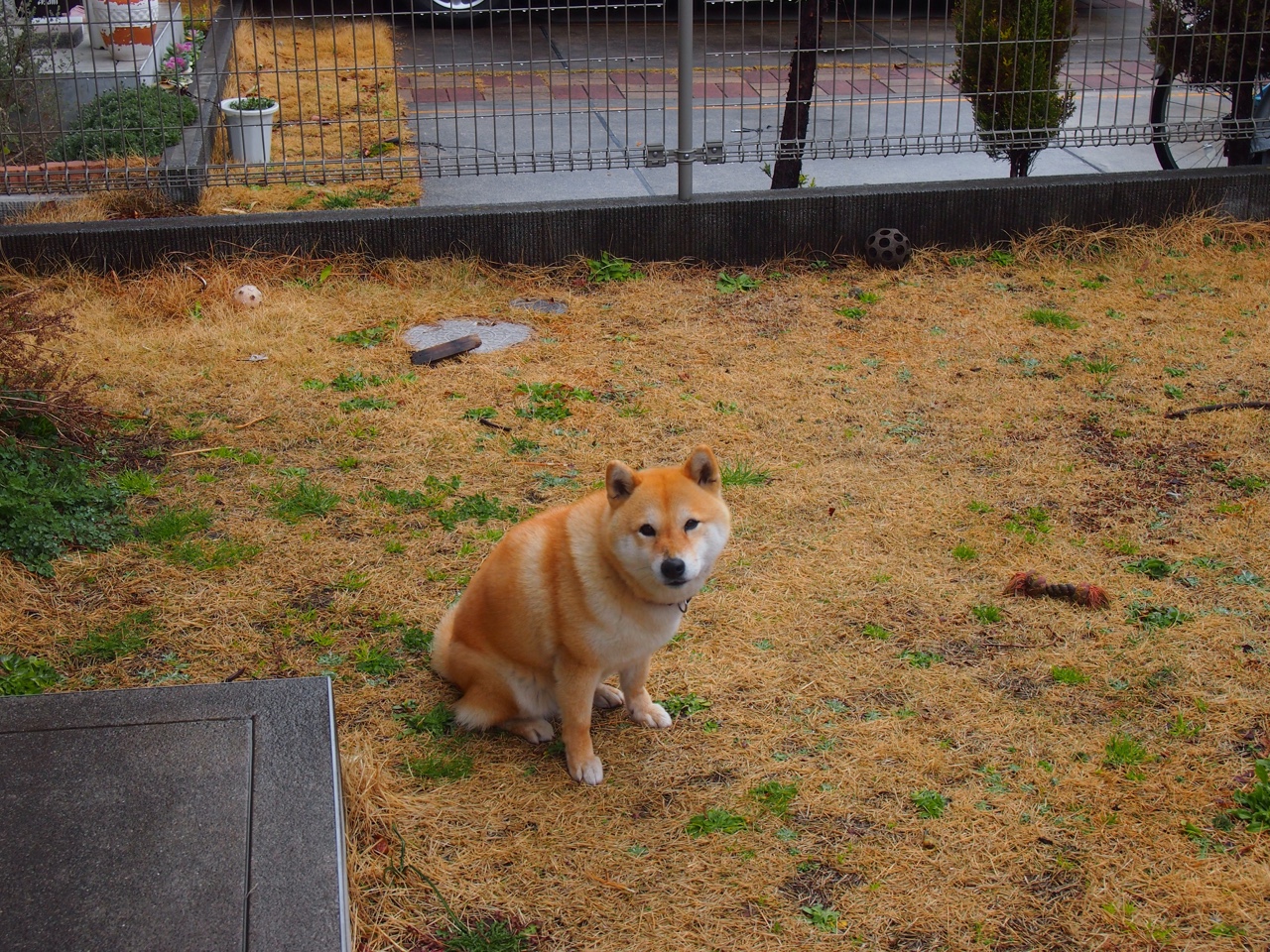 独闯龙潭!利物浦神锋努涅斯打爆日本防线,希腊爆冷晋级