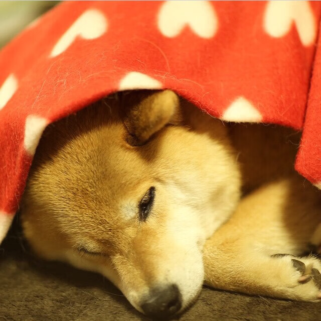 法拉利红焰划破巴林夜幕，沉睡野兽的觉醒宣言