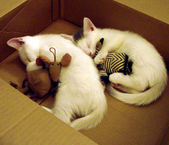 2026世界杯之夜，东契奇用巨星光芒照亮篮球之巅