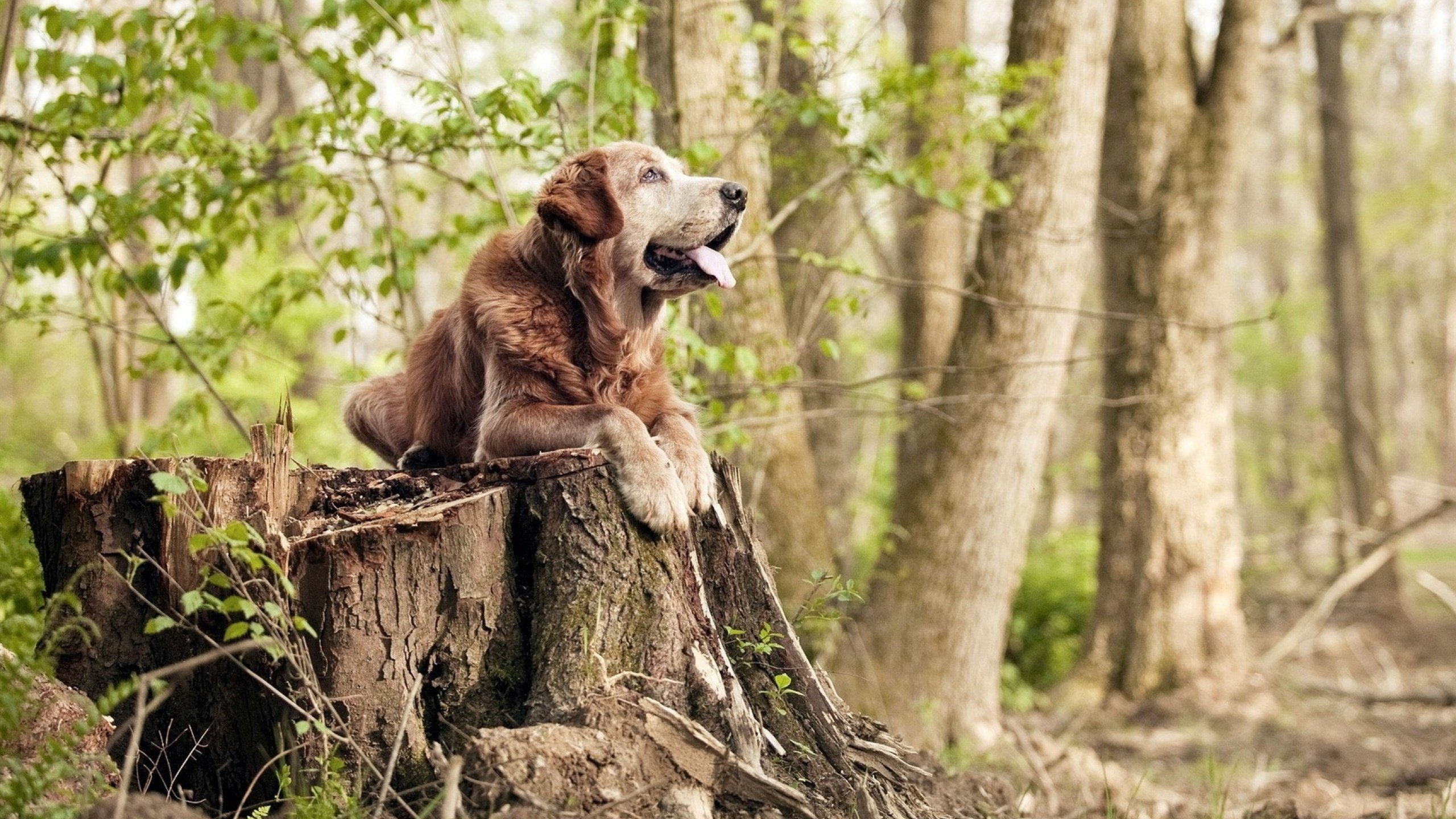 NBA季后赛焦点战，雄鹿队惊天翻盘山西队，书写逆袭传奇