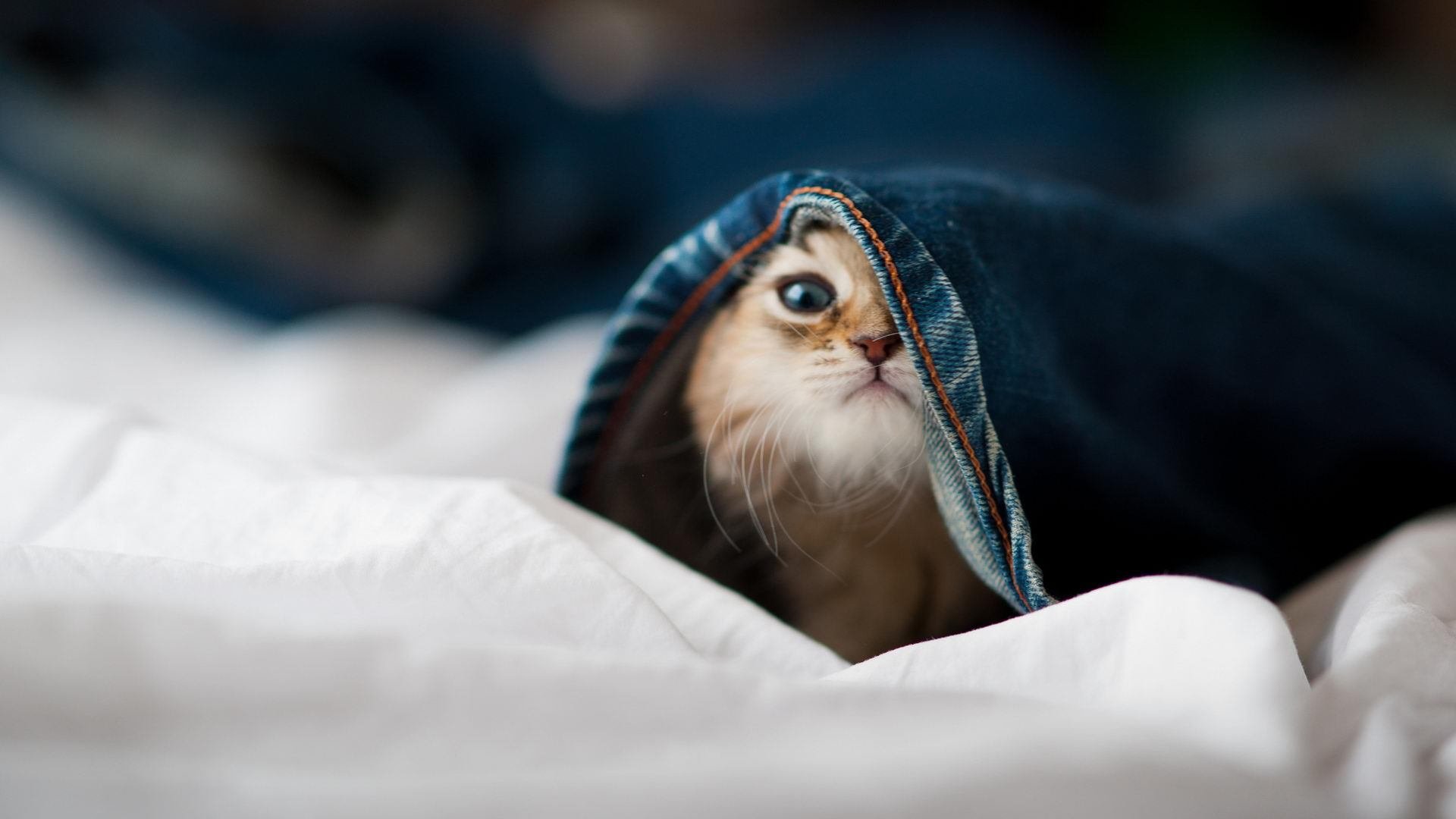 当巴斯托尼在NBA总决赛命中绝杀，一场体育平行宇宙的荒诞与现实