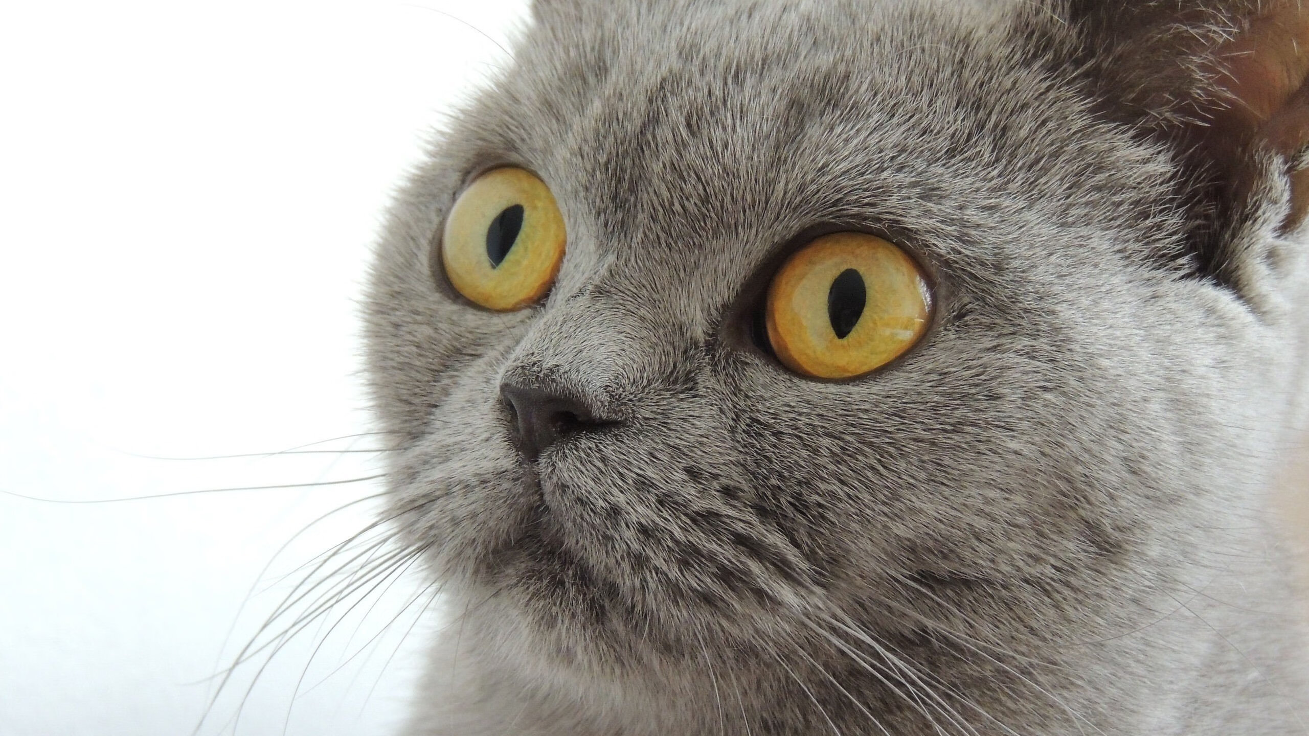 西决生死战之夜，小贾伦的冠军级表演